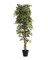 Artificial Variegated Ficus Weeping Tree 210cm (7ft)